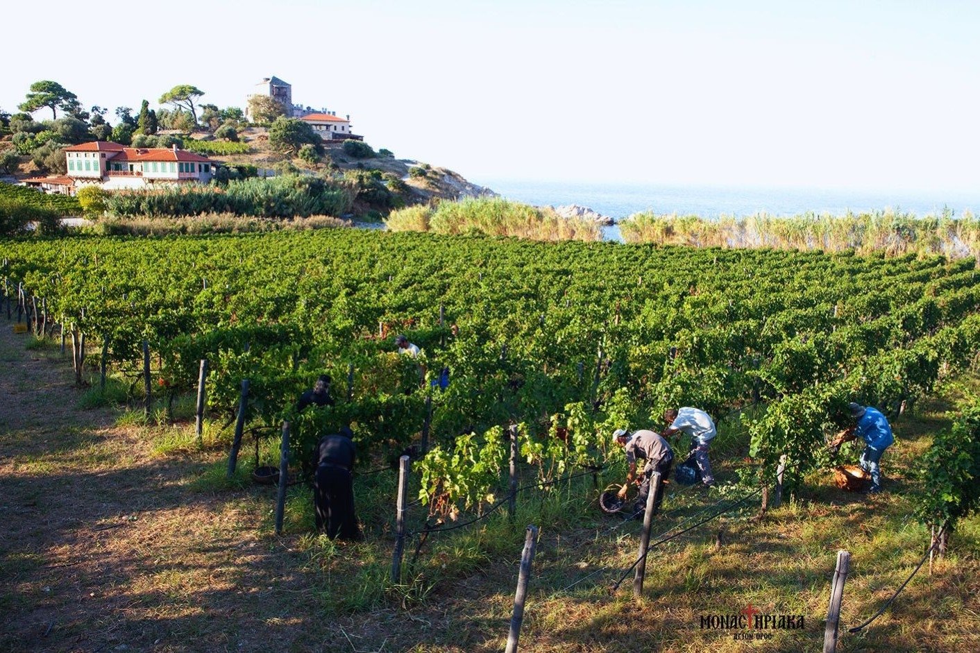 Monks and workers cultivate the vines at Mylopotamos on Mount Athos